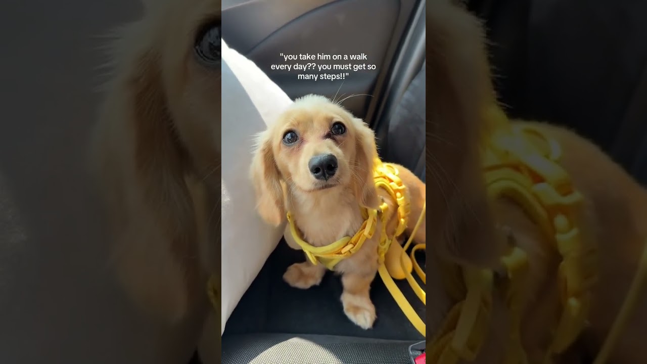 Co za diva 👑 (przez panchothedivaa/TT)