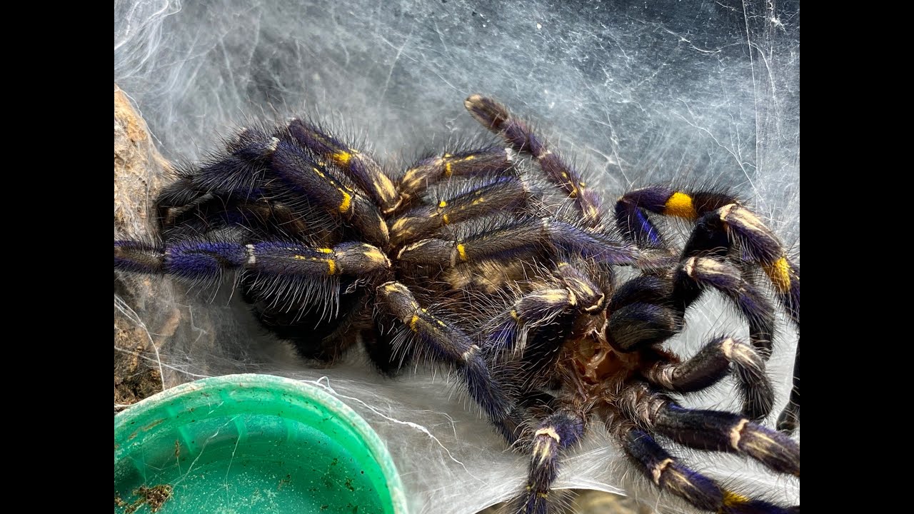 How Does A Tarantula Moult ?