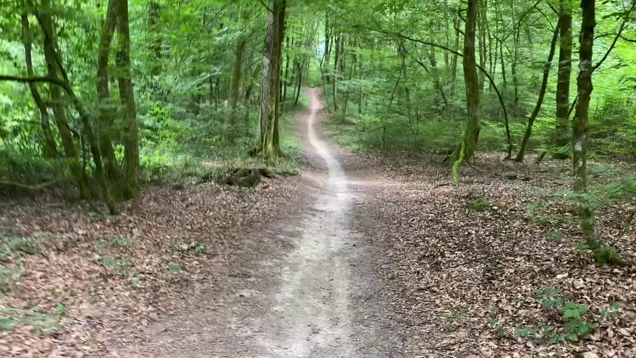 🌿🌲Balade en for&ecirc;t avec le bruit des oiseaux - 100% Nature