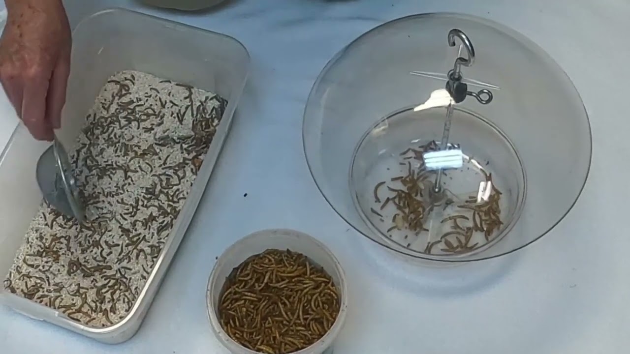 Bird Feeding with Karen - Mealworms