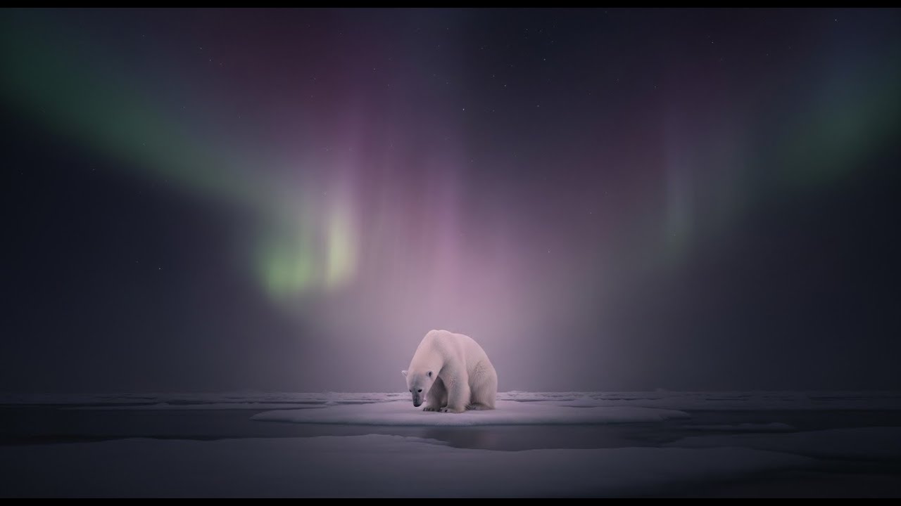 les ours polaires ne regardent plus les aurores boréales