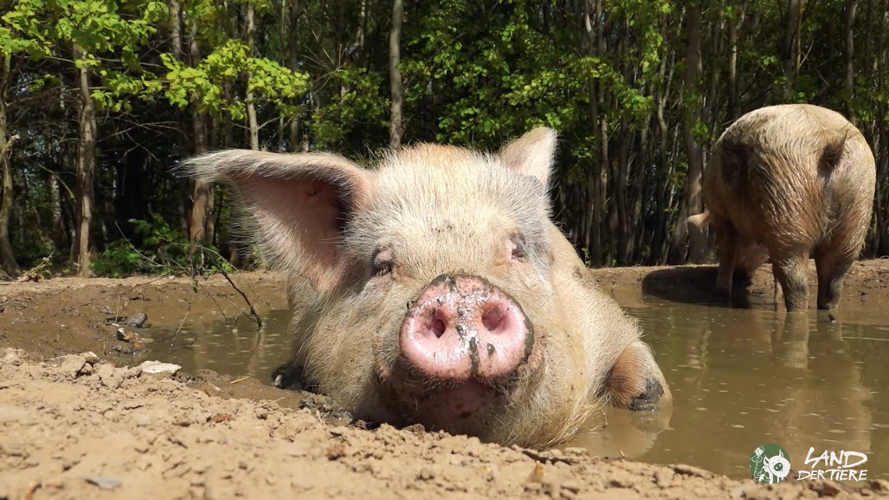 „Pool-Party“ im Schweineland: Gerettete „Hausschweine“ und Wildschweine gehen baden