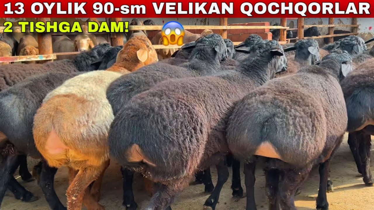 😱 13 OYLIK | 90-SM DAXSHAT VELIKAN QOCHQORLAR! Marufjon akada 💪