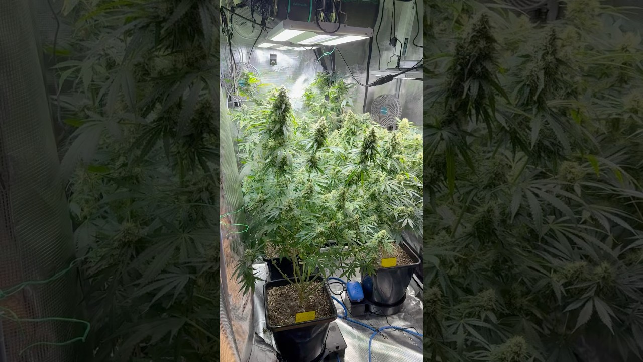 Day 42 After flipping 12/12 #grow #plants