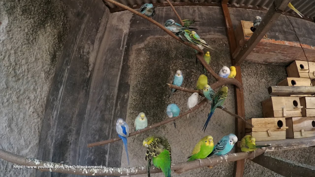 2 Hours of Budgie Chirping Sounds - Fly Around - July-28-2019