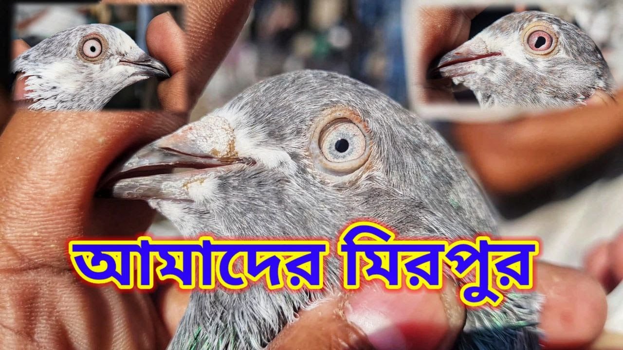 মিরপুর হাটের কবুতর সহ কাজী শপন কাকার সাদে ঘুরে এলাম🥰 | Miraj Pigeon & Pets