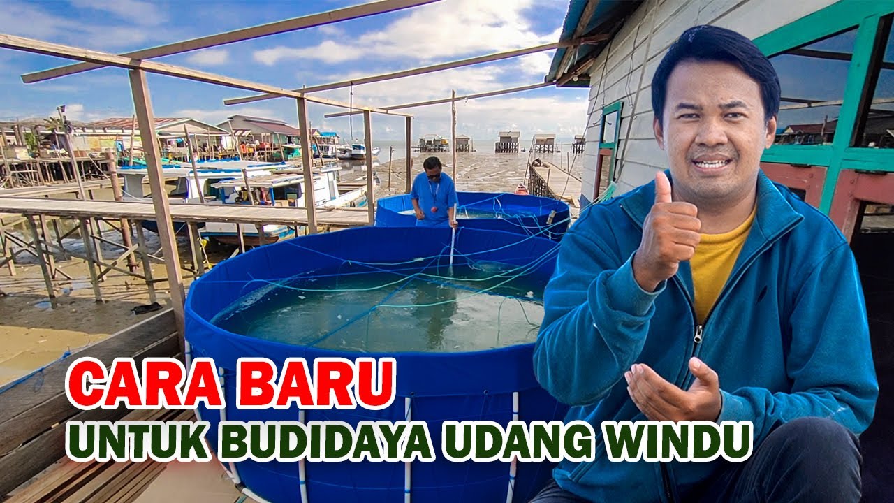 PERDANA TAMBAK BIOFLOK MILLENIAL UDANG WINDU DI KALIMANTAN UTARA