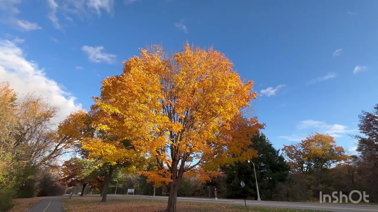 End of fall season ,Ottawa,Ontario, Canada 🇨🇦