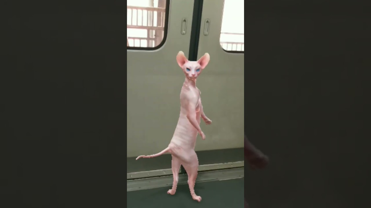 Mau mau