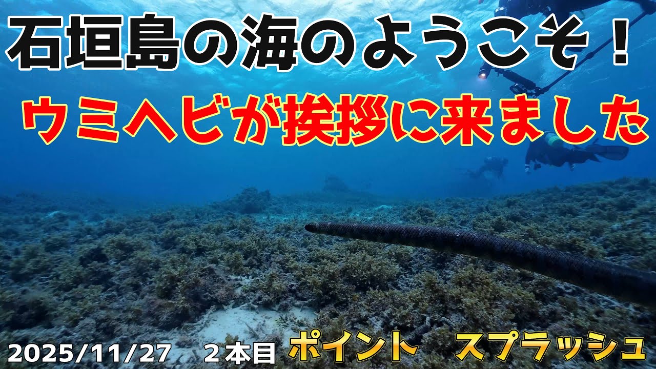 INONワイコン撮影！ウミヘビがわざわざご挨拶！？石垣島にダイビング！　[石垣島ダイビング/石垣島/ボートダイビング/スプラッシュ/スキューバダイビングvlog]