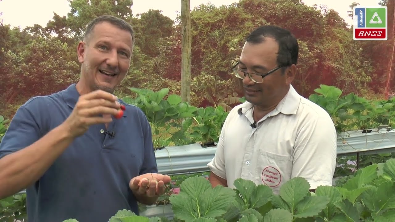 Morango Branco