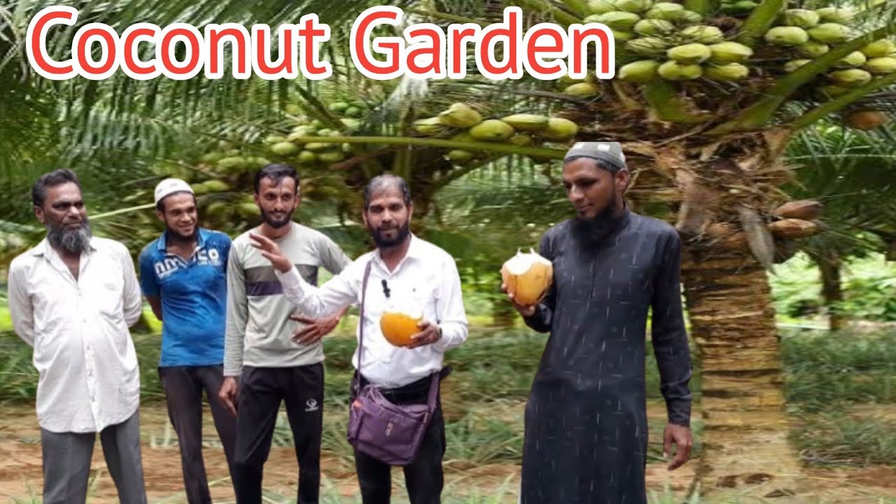 Coconut Garden In Mangrol Gujarat | Coconut Garden In Mangrol | Nida-E-Qaum