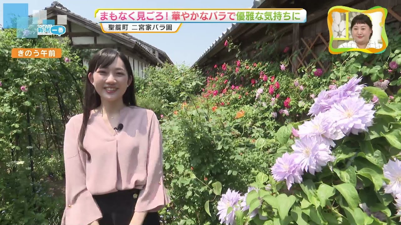 【バラの名所】“二宮家バラ園”まもなく見ごろ　華やかバラで優雅な気持ちに《新潟》