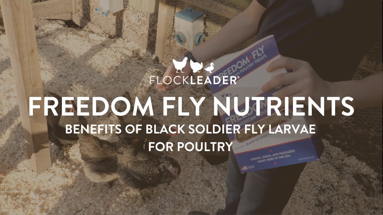 FlockLeader FREEDOM FLY Nutrients: Black Soldier Fly Larvae Benefits for Poultry
