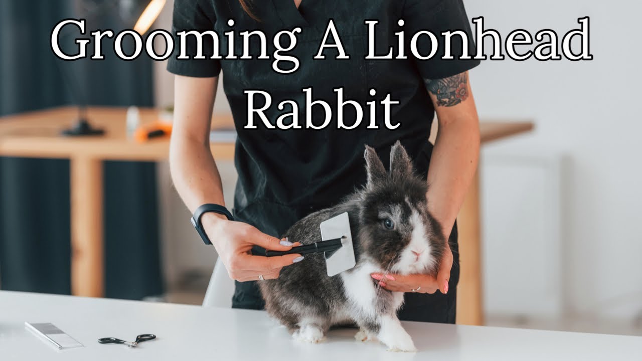 Grooming a lionhead rabbit