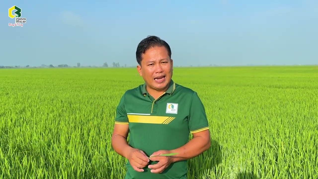🌾ĐẠO ÔN LÁ KHÔNG “SỤP MẶT” – COI CHỪNG GÃY CỔ BÔNG VỀ SAU!
