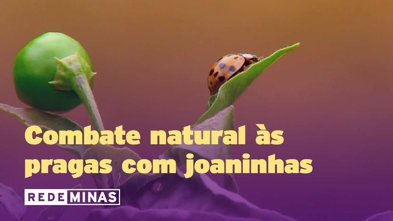 Como combater pragas com joaninhas