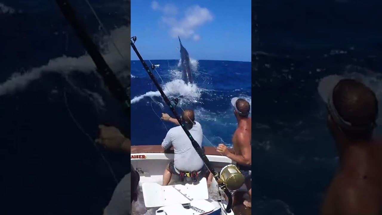 Black Marlin Fight 🔥🔥 