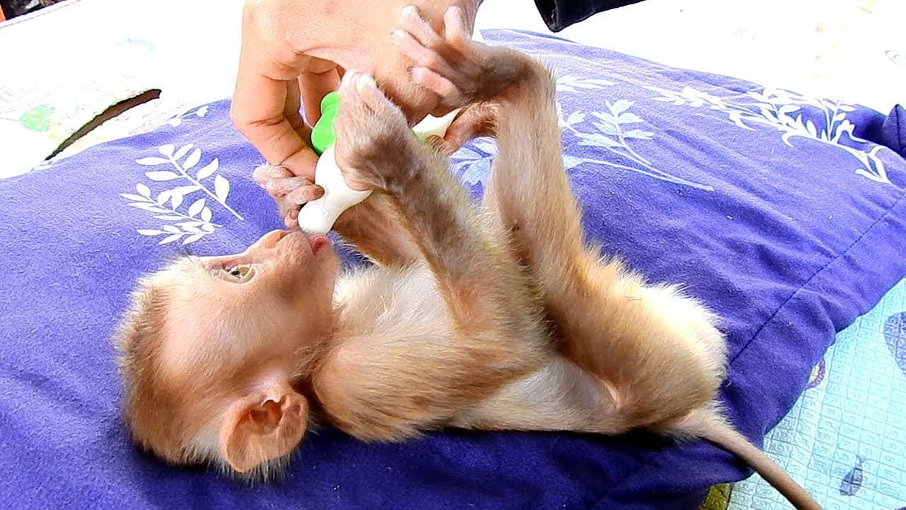 Baby monkey Maly drinks milk very little, Maly cannot drink a lot of milk