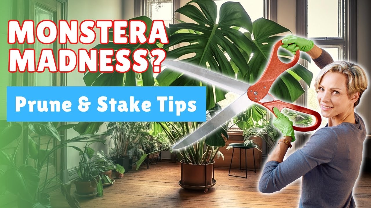 Как добавить опору и обрезать разросшиеся растения Monstera Deliciosa