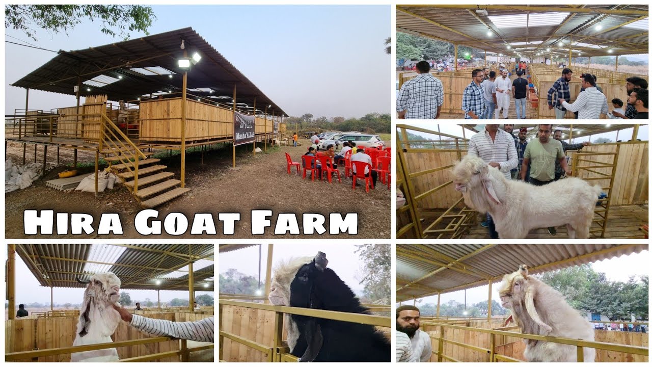HIRA GOAT FARM PANVEL Opening Ceremony by Asif STD STAR GOATS FARM