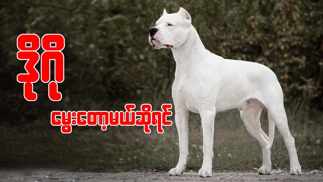 Dogo argentino တွေမွေးတော့မယ်ဆိုရင်မဖြစ်မနေသိထားသင့်တဲ့အရာများ