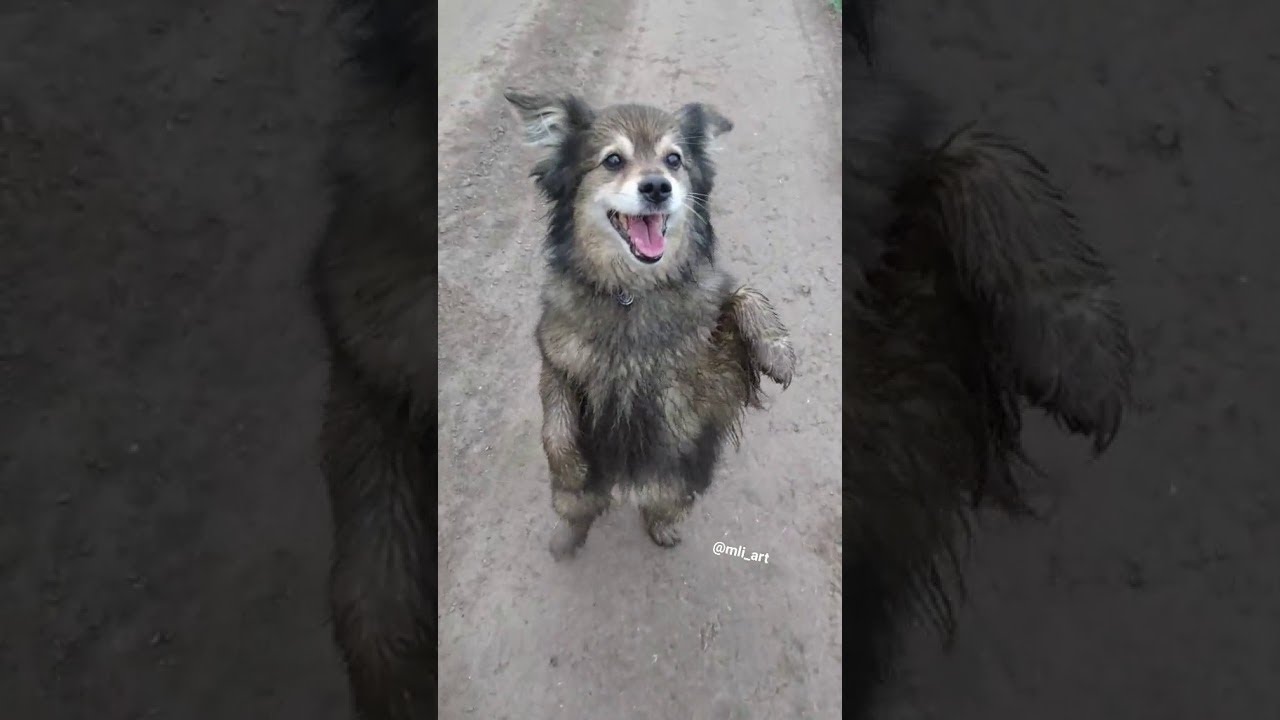 Happy Dogs Dancing a Jig || ViralHog