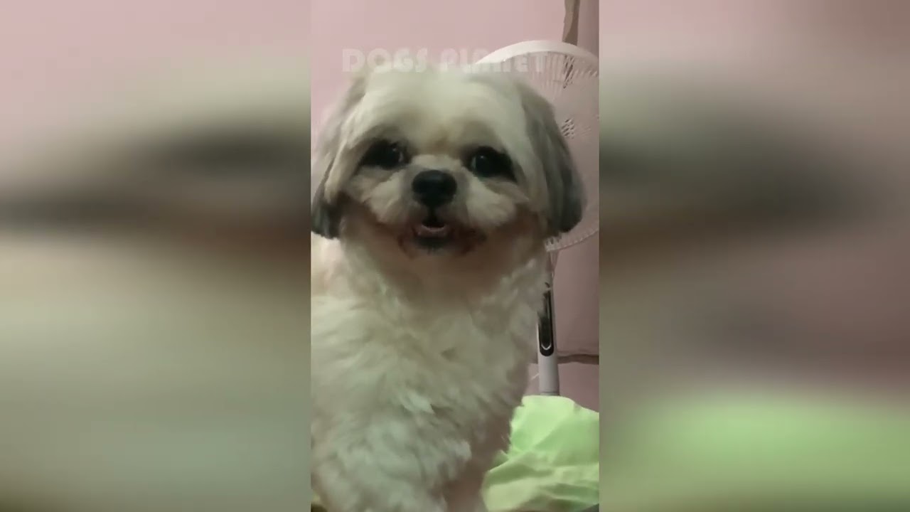 🐶🤯 Посмотрите эти очаровательные собачьи неудачи, которые поднимут вам настроение! 🌟🐕