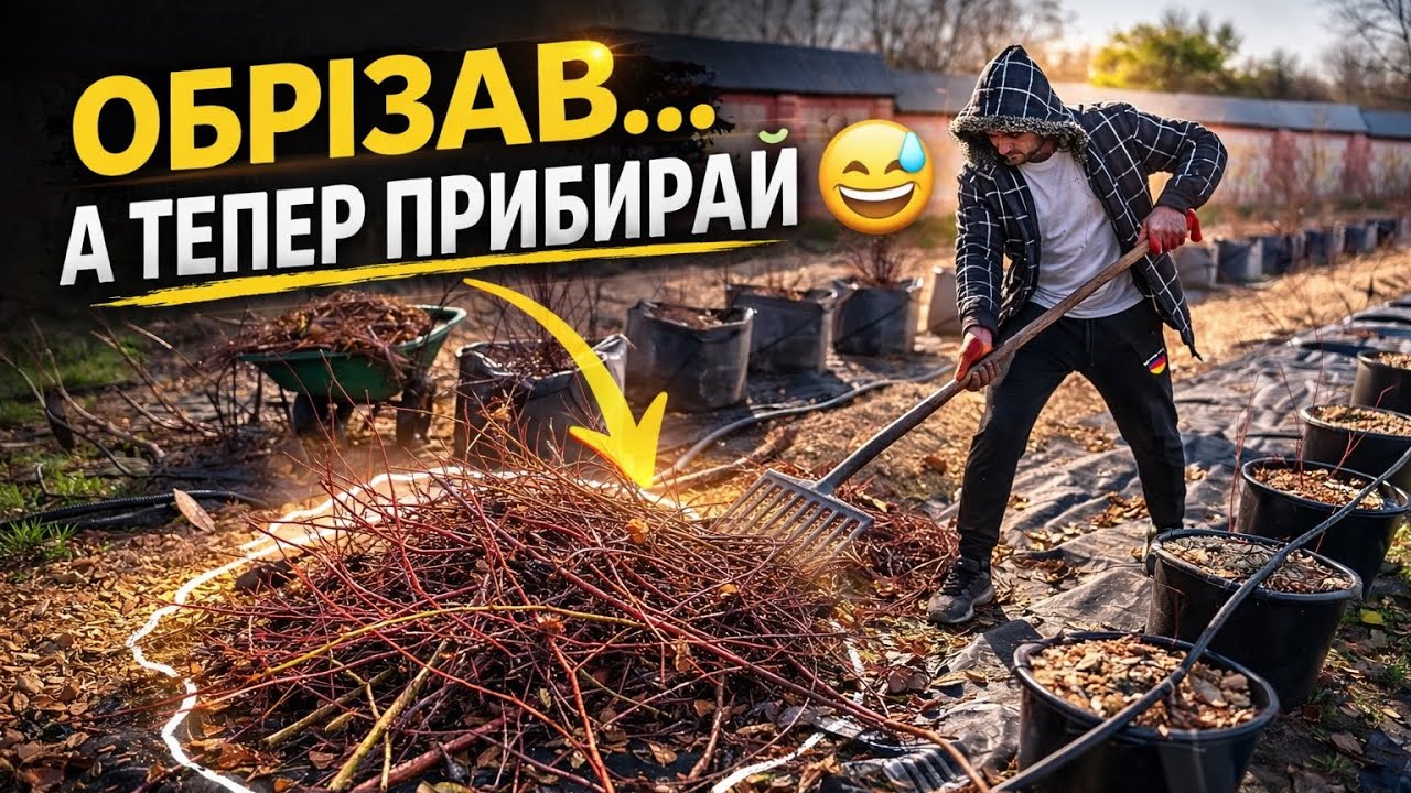 Обрізав лохину… а тепер прибирай 😅 | Blueberry pruning cleanup