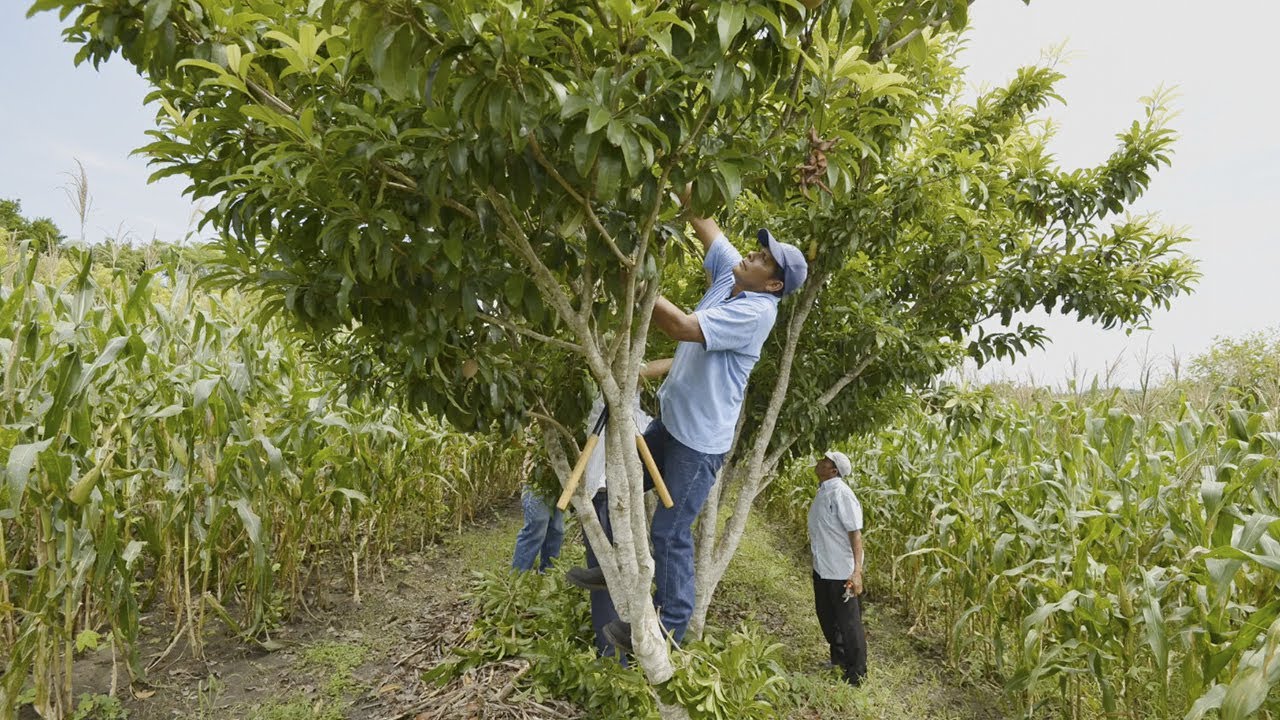 HÁBITAT 3 - Milpa Intercalada con Árboles Frutales (MIAF)