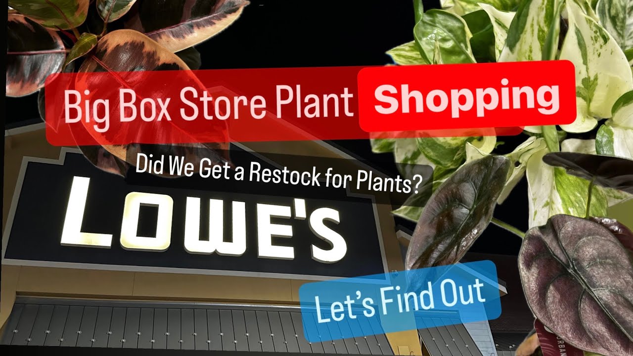 Big Box Store Houseplants Shopping Lowes Restock Costa Farms Hanging Baskets Indoor Plants Shopping
