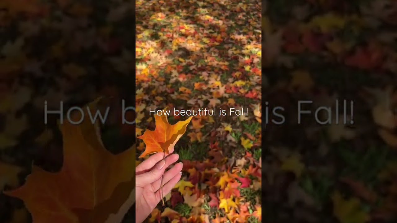 Beautiful Autumn Leaves in Australia #fall #autumn