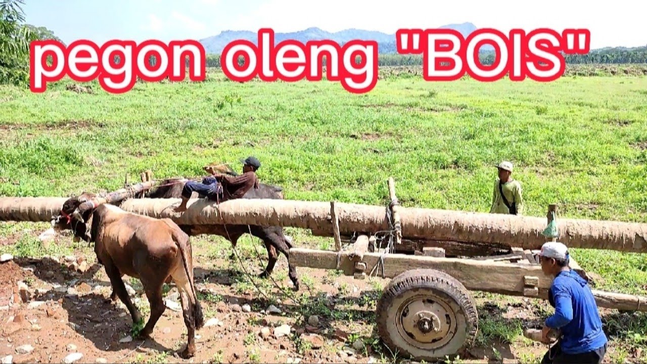 Sapi pegon muat kayu kelapa sampai oleng