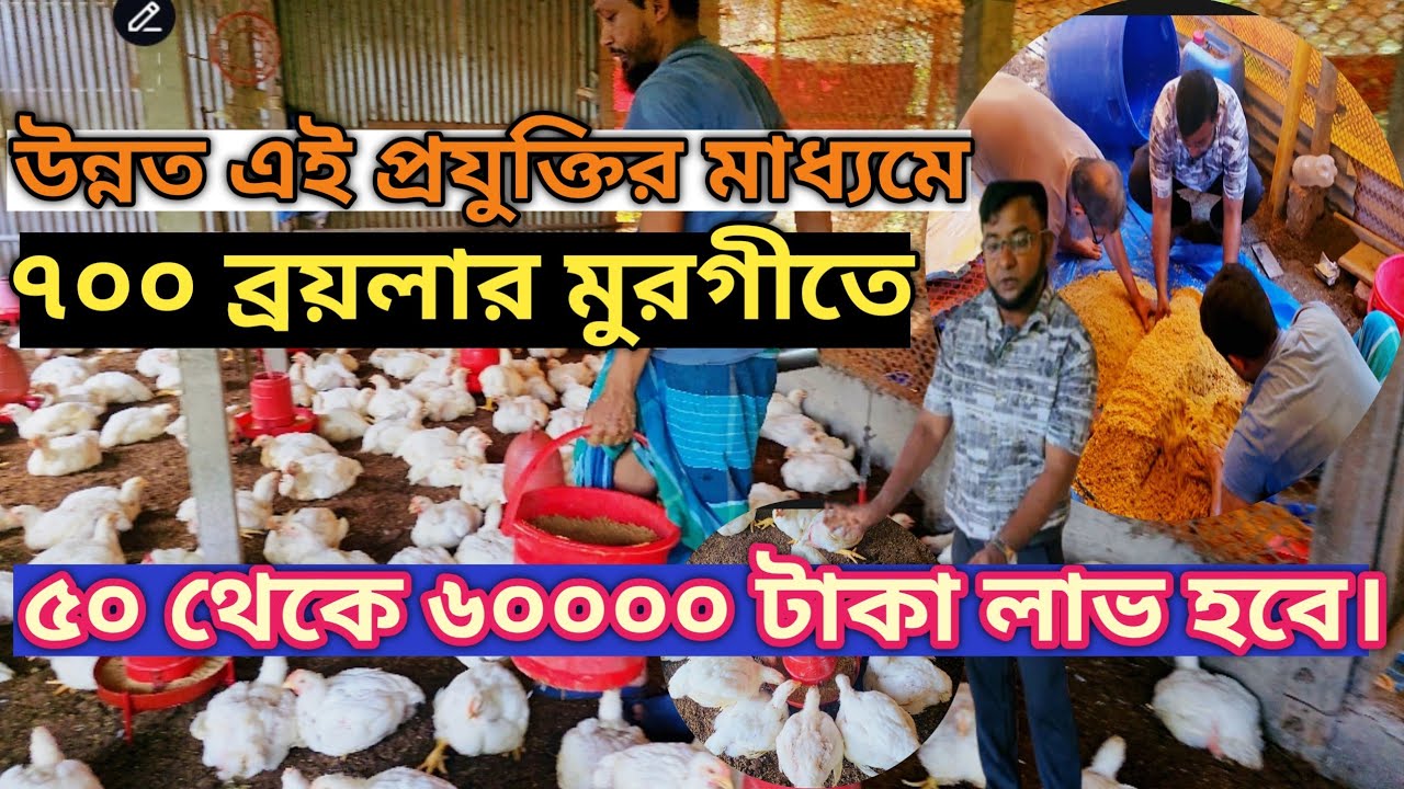 এই একটি মাত্র উন্নত প্রযুক্তির মাধ্যমে ৭০০ ব্রয়লার মুরগি পালন করে ৫০ থেকে ৬০ হাজার টাকা লাভ হবে। 