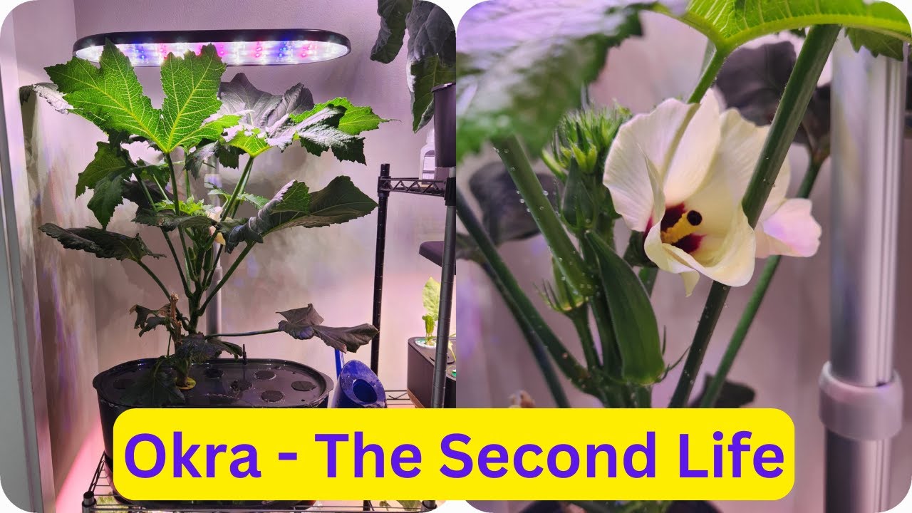Okra - The Second Life