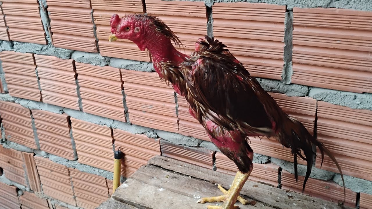 SAMID PREÁ OFICIAL mostrando um pouco da  rotina cuidando das  aves 🐓🐓🐓🐓