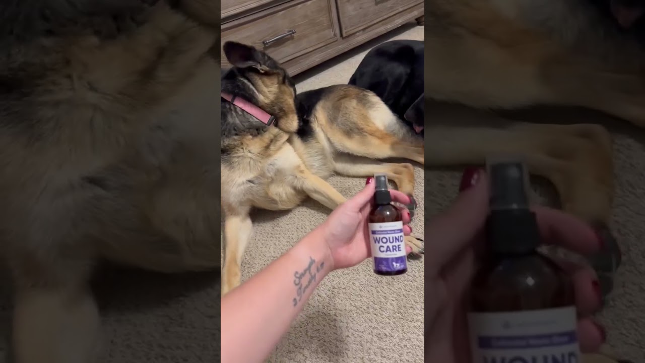 🐶 Обзор спрея для ран для домашних животных LeAcademic | Натуральное заживление ран для собак и к...