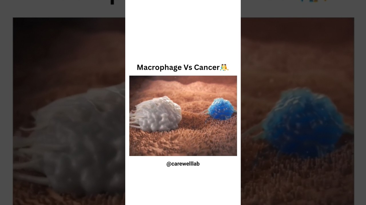 Macrophage Vs Cancer 🔥 | CareWell Laboratory | #shorts #short