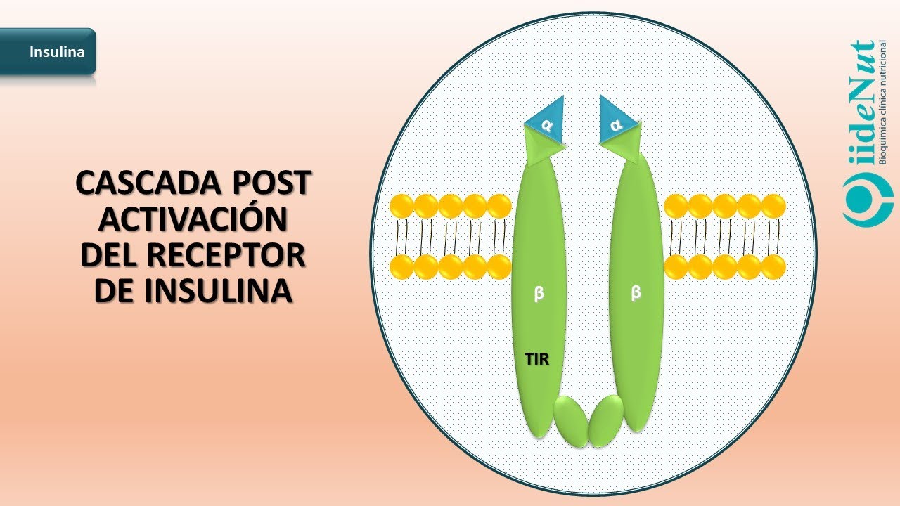 Cascada de activación del receptor de insulina
