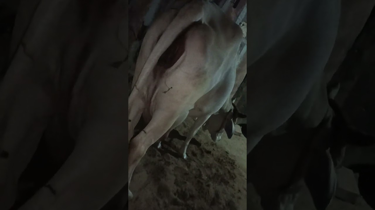 cow baby voice funny sound/#shorts #cowbaby #funnyshorts#cute #baby #viral#shortsfeed 🤣🤣