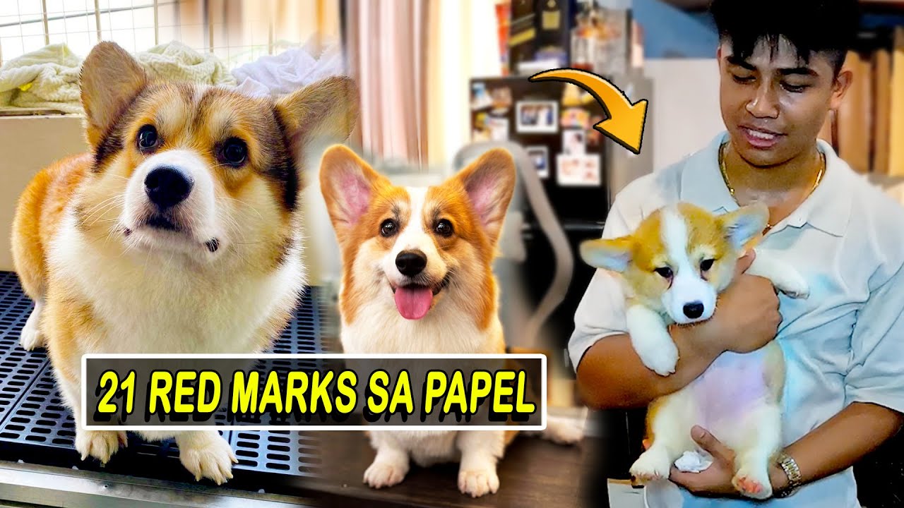 CORGI PUPPY NA TALAGANG MAGUGUSTUHAN MO / MAS SOLID TOH SA MGA NAPAPANOOD MO