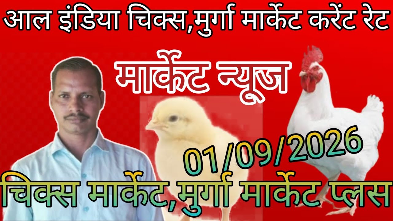all india poultry rate today/all india poultry rate/Poultry rate today/Daily poultry rate/Poultryret