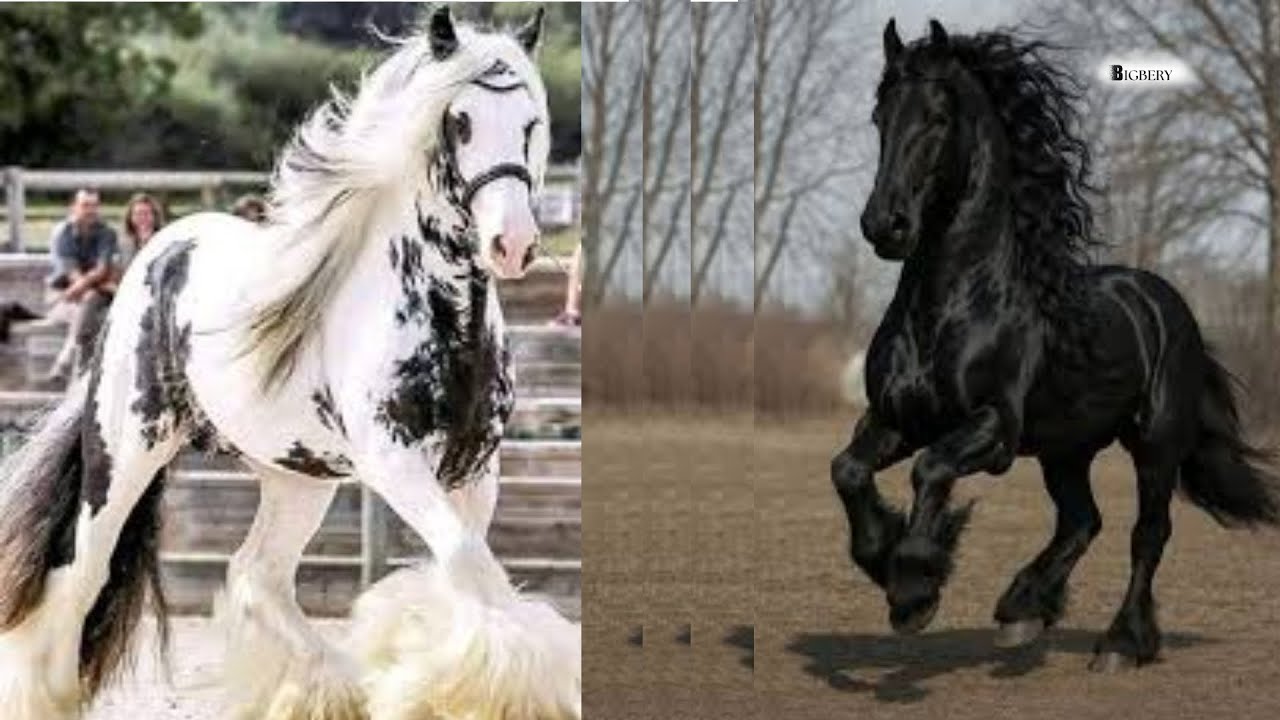 दुनिया के 5 सबसे खूबसूरत घोड़े | Top 5 Most Beautiful Horse Breeds in the World 🐎