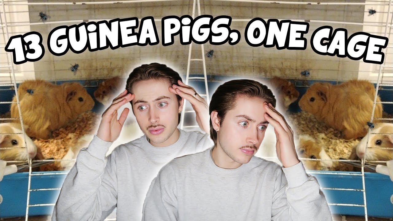 Rescuing 13 Guinea Pigs Living in ONE Cage! 😨😱