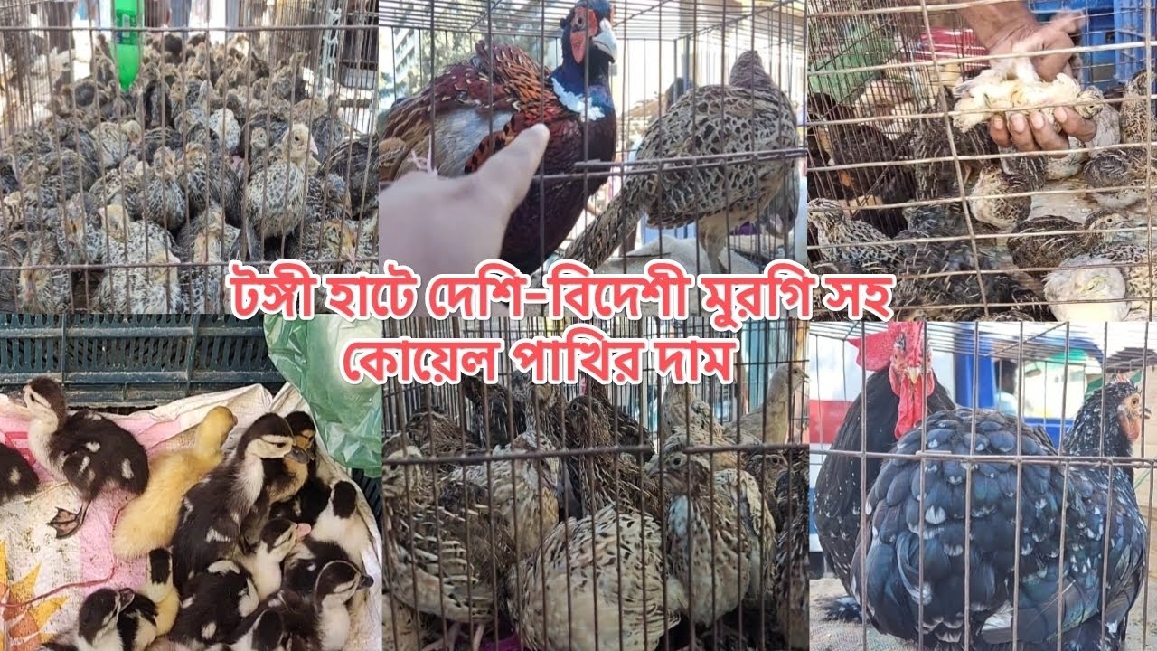 টঙ্গী হাটে কোয়েল পাখি এবং দেশী-বিদেশী মুরগির দাম জানুন। কোয়েল পাখির পাইকারি বাজার। #কোয়েল_পাখি