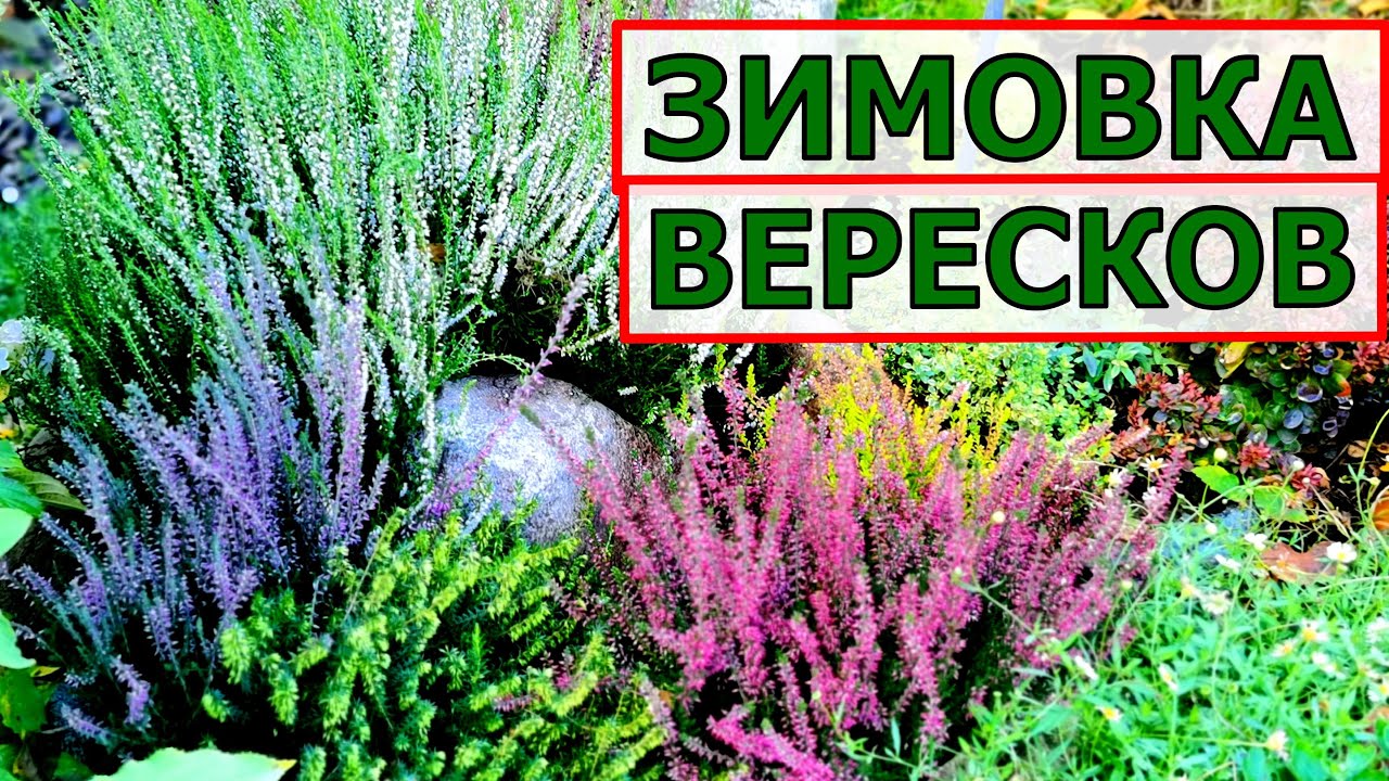 Пропадают ВЕРЕСКИ? Сделайте им  правильную зимовку