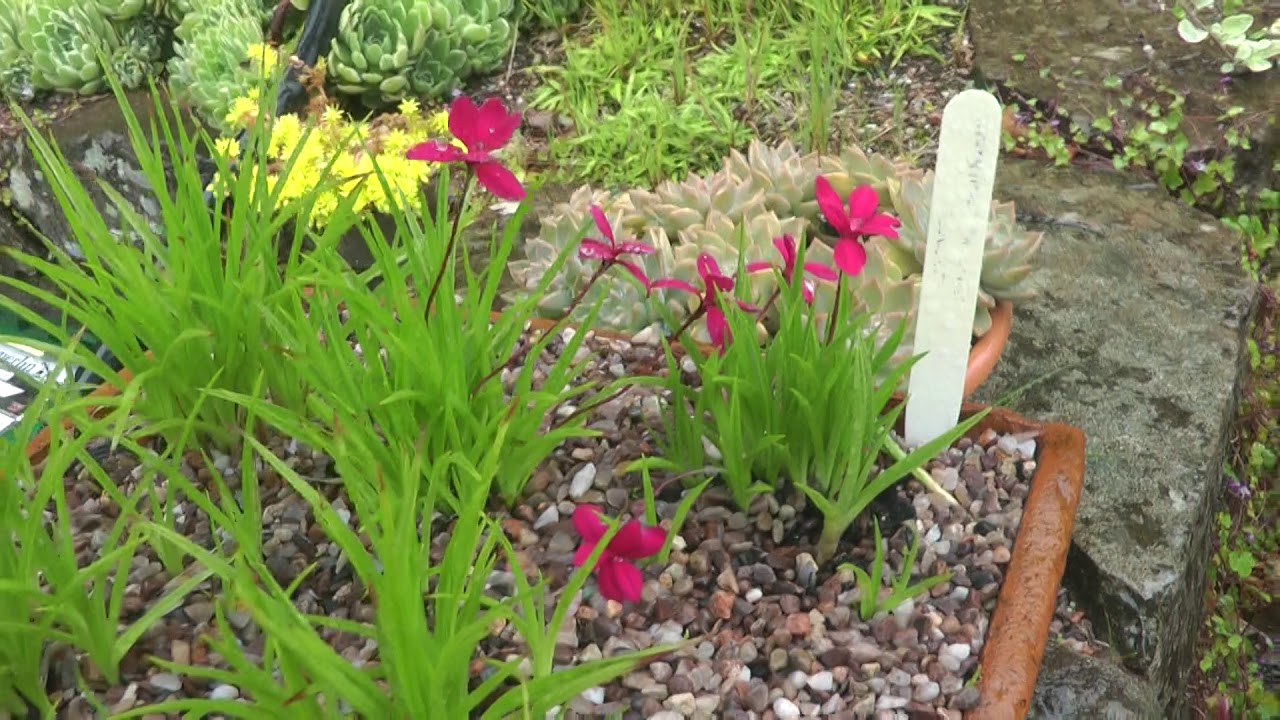 Inverewe Garden