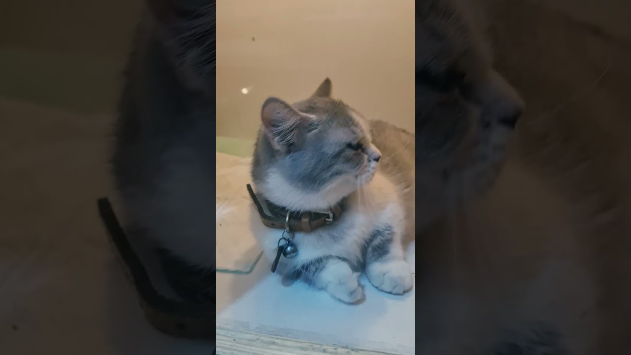 Menengok Momo pasca Steril