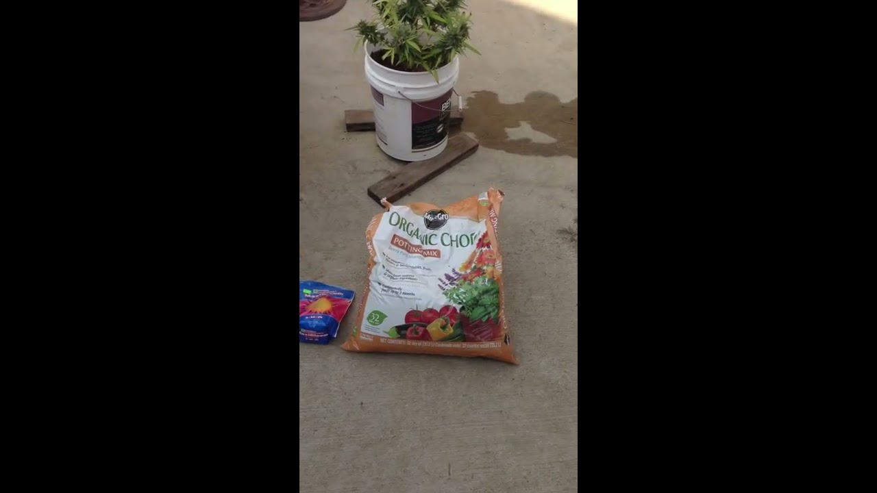 Is my weed ready to harvest?