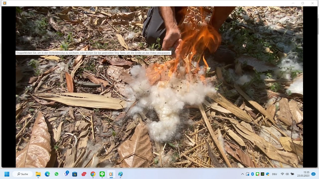Kapok: Fibers that make seeds fly